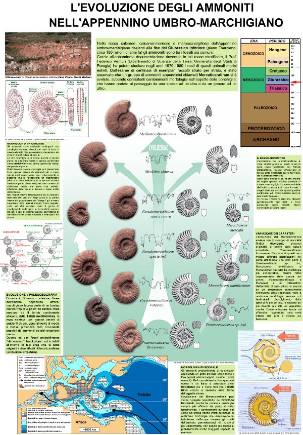 Evoluzione di Ammoniti Mercaticeratinae