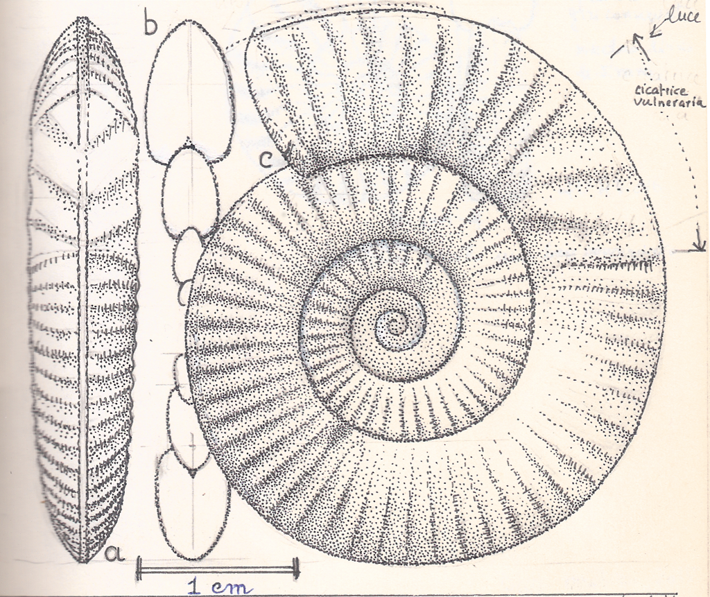 rarenodia planulata