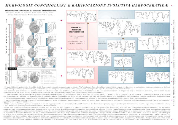 Anteprima_Evoluzione_di_ammoniti_Harpoceratinae