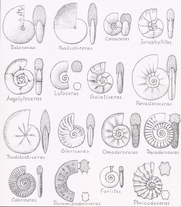 Ammoniti del liv. Venturi 78 Cava del Pallareto; M.Acuto (dis. schematici)