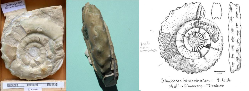 Simoceras Zittel, 1870; biruncinatum Quenstedt, 1847