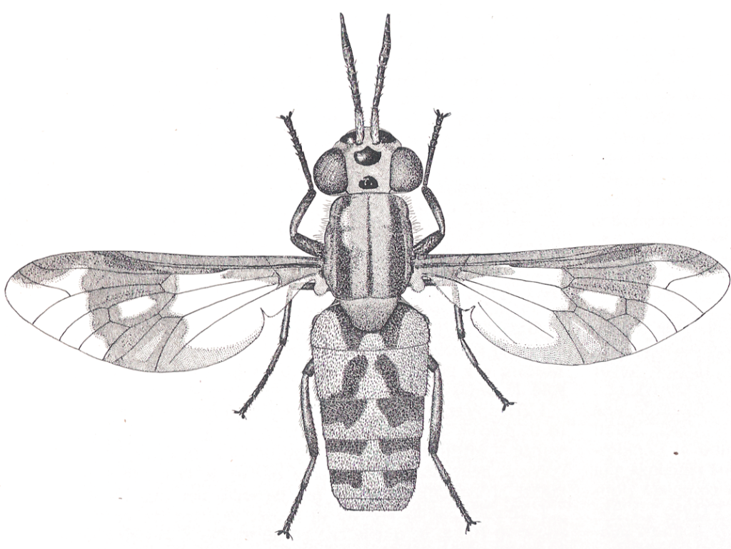 Heterochrysops flavipes (Tabanidi), le cui larve vivono in terreni molto umidi