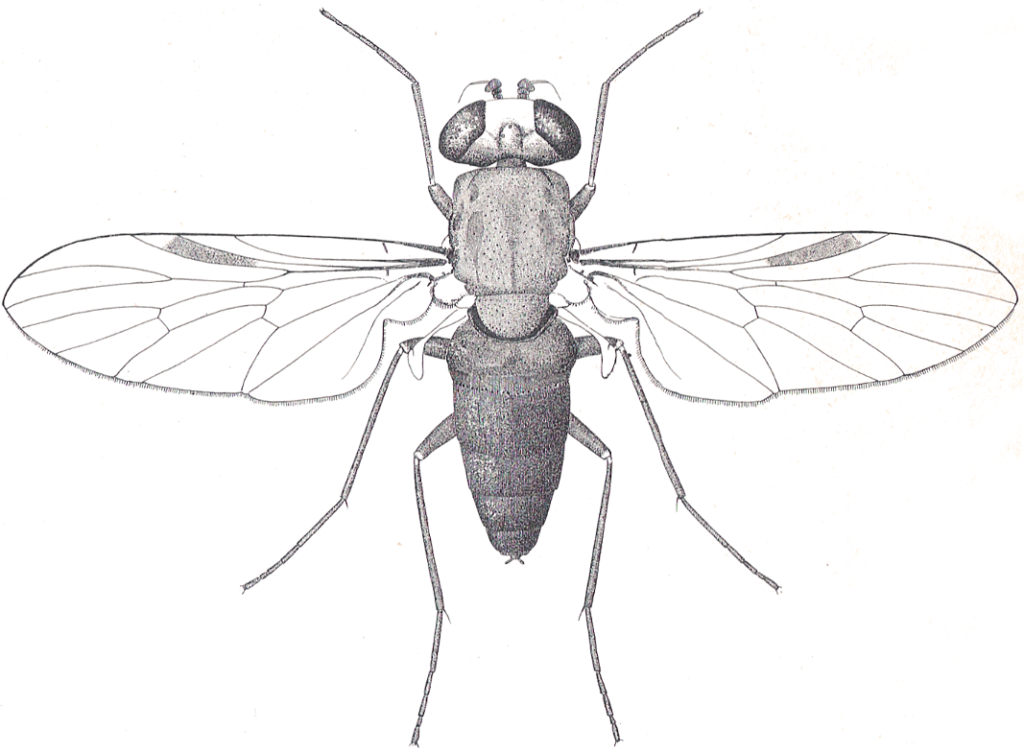 Symphoromyia immaculata (Leptidi)